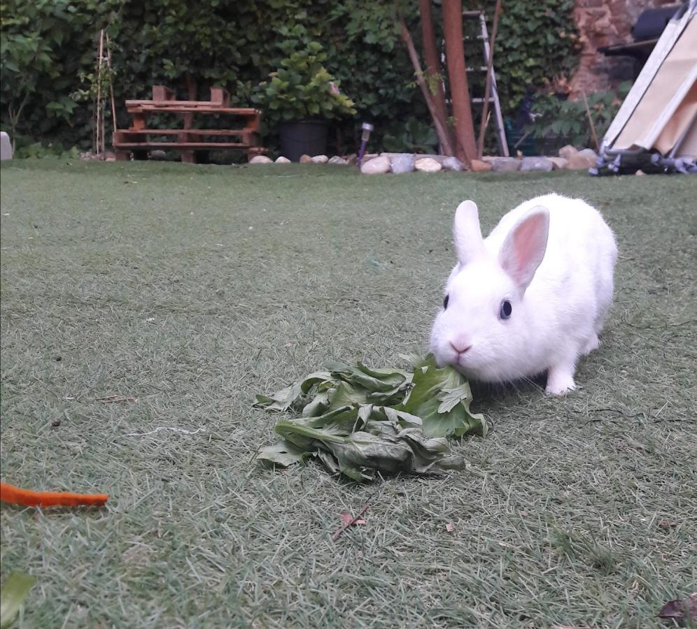 Le Jardin De Mimi Appartement *