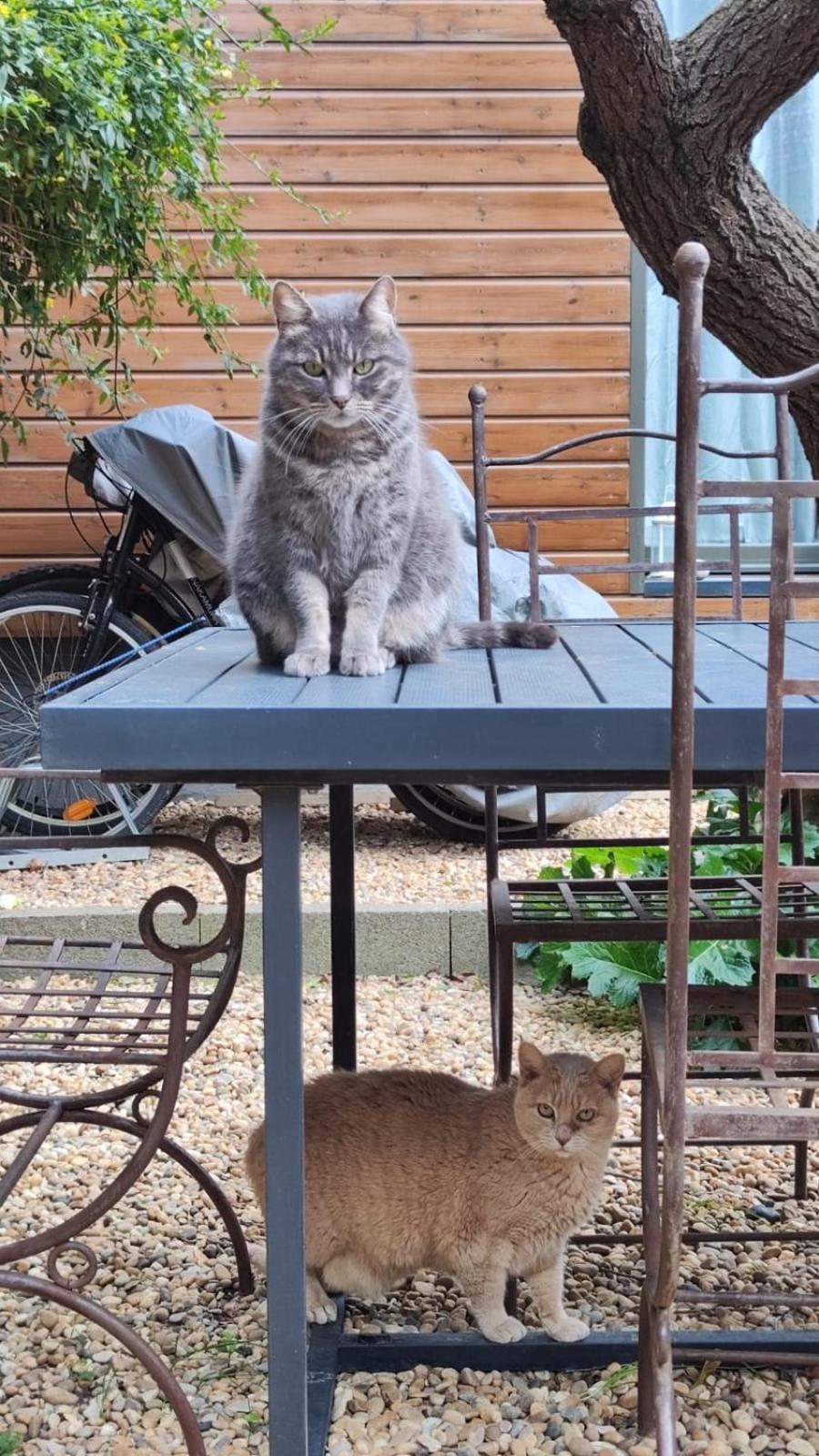 Le Jardin De Mimi *